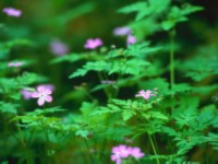 Forest Flowers modified