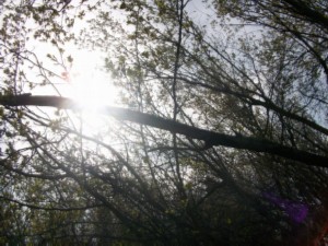 Sunlight modified