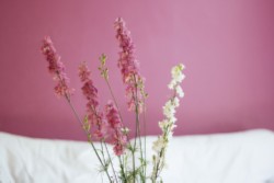 Pink Flower Pic